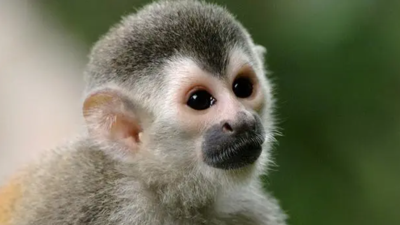 animales rescatados en la plata